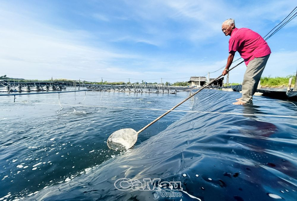 Nông dân Cà Mau thành tỷ phú nhờ nuôi tôm siêu thâm canh - Hình 2 Nong dan Ca Mau thanh ty phu nho nuoi tom sieu tham canh-Hinh-2