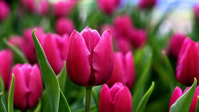 Giữa tháng 5, 3 con giáp biến nguy thành an, sự nghiệp dần khởi sắc - Hình 2 Giua thang 5, 3 con giap bien nguy thanh an, su nghiep dan khoi sac-Hinh-2