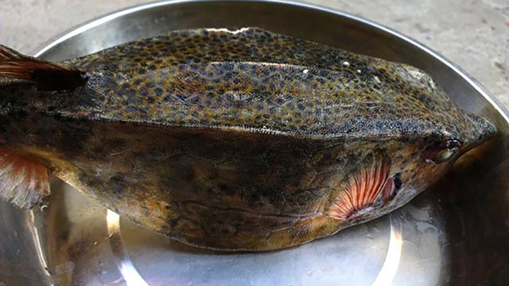 Loai ca hiem o Viet Nam, trong du dan nhung an rat ngon, gia sieu dat do-Hinh-5