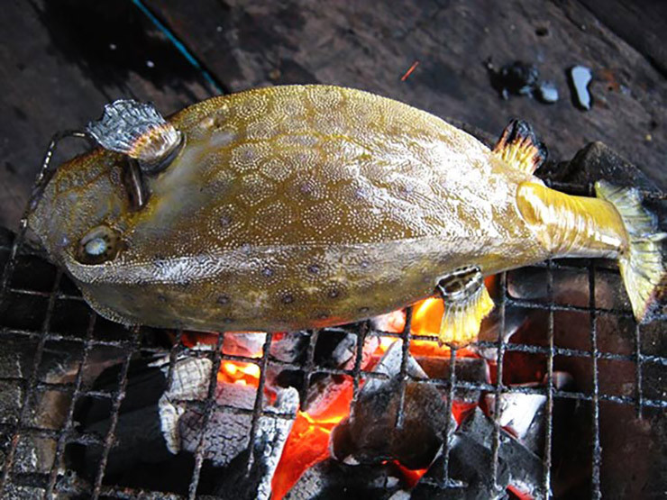 Loai ca hiem o Viet Nam, trong du dan nhung an rat ngon, gia sieu dat do-Hinh-7