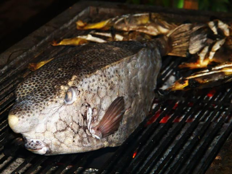 Loai ca hiem o Viet Nam, trong du dan nhung an rat ngon, gia sieu dat do-Hinh-6