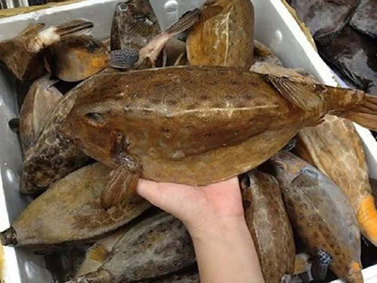 Loai ca hiem o Viet Nam, trong du dan nhung an rat ngon, gia sieu dat do-Hinh-2