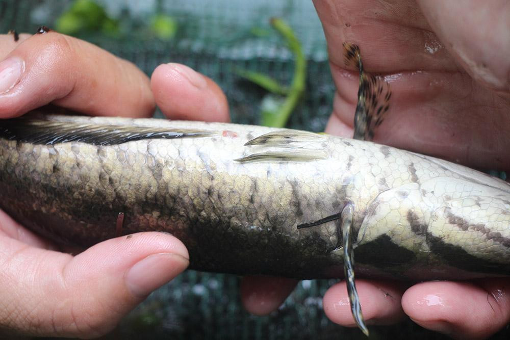 Anh nong dan mien Tay lam lieu nuoi ca day, khong ngo thu bon tien-Hinh-4