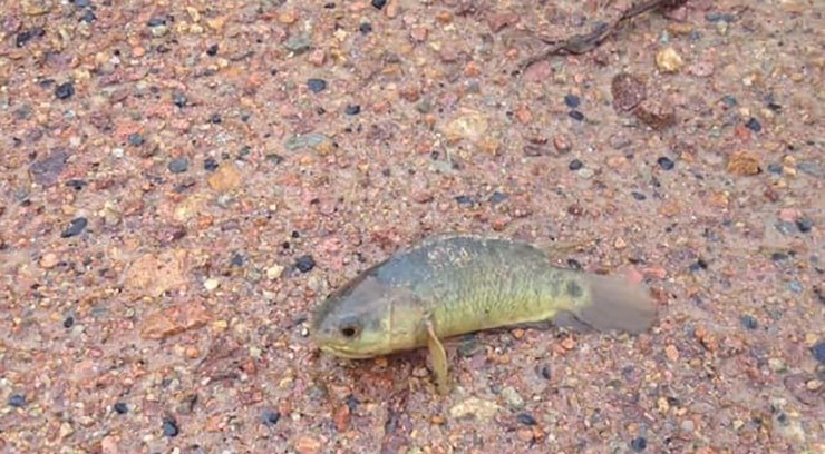 Loai ca re tien xua co day ngoai dong, gio cuc hiem-Hinh-10