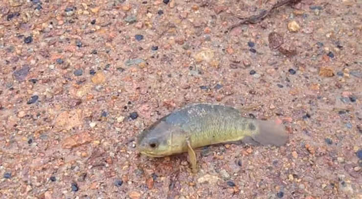 Loai ca re tien xua co day ngoai dong, gio cuc hiem-Hinh-10