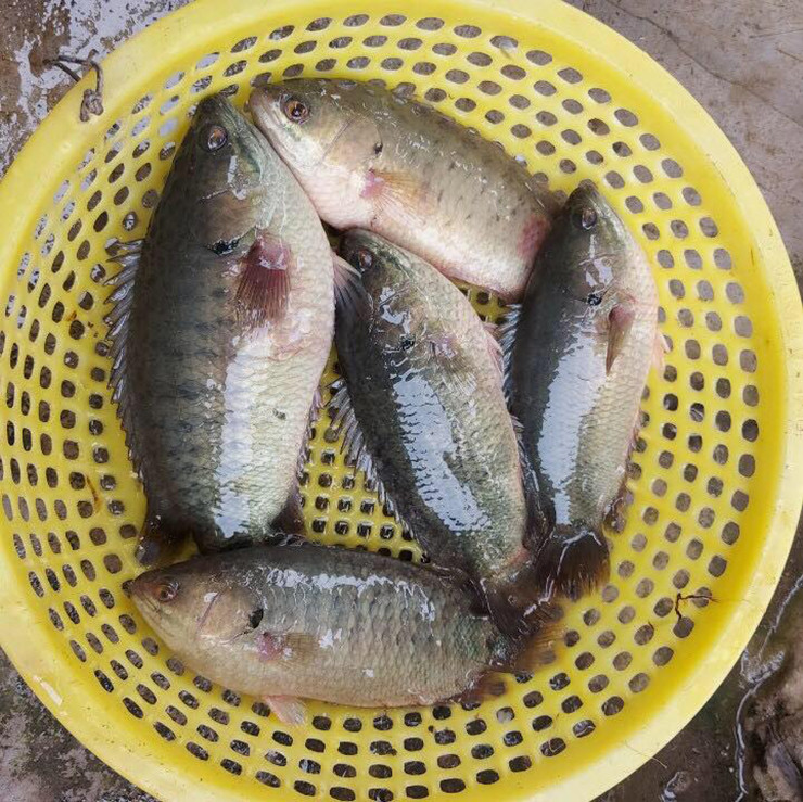 Loai ca re tien xua co day ngoai dong, gio cuc hiem-Hinh-2