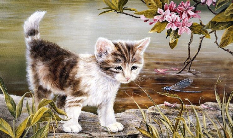 Co nhan noi Meo mu vo ca ran: 3 tuoi hien lanh duoc Than Tai mo kho phat loc