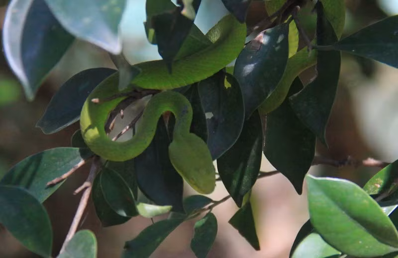 Cận cảnh rắn lục đuôi đỏ ngụy trang trên cây.