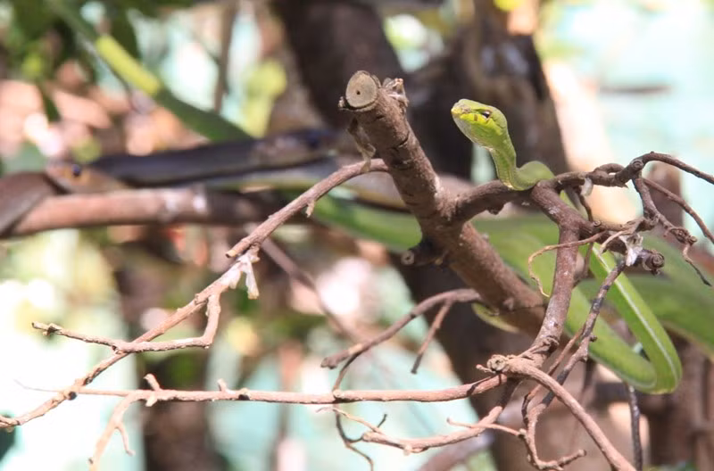 Rắn còn có tên là rắn lục đầu dồ vì thân hình bé nhỏ và cái đầu khá to so với phần thân.