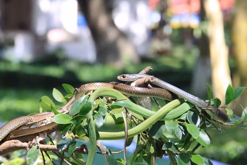 Trong tự nhiên, rắn thường ở trên cây nên dễ dàng ngụy trang, người dân sẽ rất khó phát hiện.