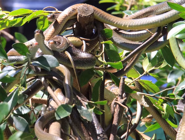 Cả búi rắn ở trại rắn.