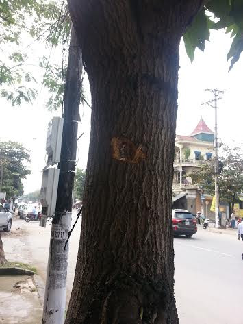 Vết đạn trên thân cây nơi hiện trường xảy ra vụ nã súng.