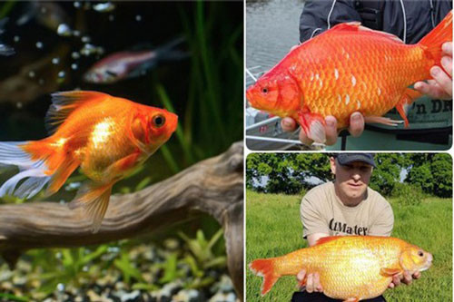 Ca vang hien lanh “bien hinh” thanh “quai vat” khong lo