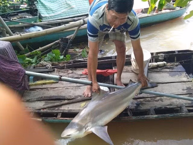 Xon xao ngu dan mien Tay tha cau trung loai ca la