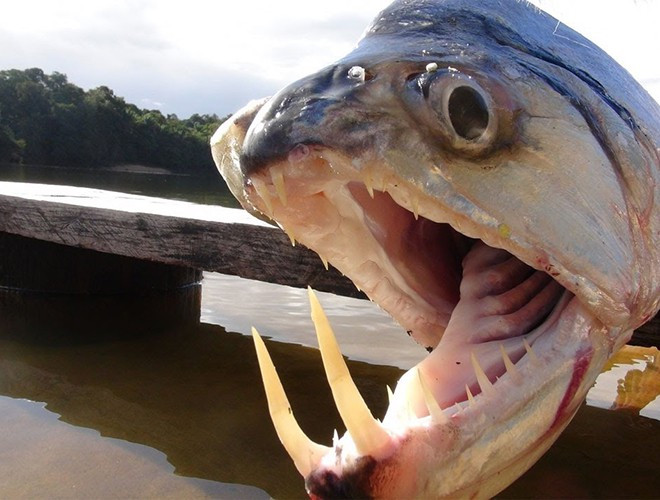 Payara là loài cá săn mồi vô cùng dữ tợn, có khả năng nuốt số lượng cá bằng một nửa kích thước của cơ thể. Thức ăn chính của cá ma cà rồng là cá Piranha. Tên của cá Payara xuất phát từ hai chiếc răng nanh mọc ra từ hàm dưới với chiều dài 15cm, được dùng để đâm xuyên qua con mồi rồi ăn thịt. Hàm trên của cá có những chiếc hố đặc biệt để tránh những chiếc răng nanh tự đâm vào nhau