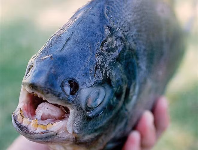 Cá Pacu được biết đến là loài cá có hàm răng giống như răng người và có thói quen thích cắn tinh hoàn của đàn ông. Do nhầm tưởng tinh hoàn của nam giới là loại hạt có thể ăn được, loài cá này không ngần ngại tiến tới và đớp lấy thứ mà nó nhầm tưởng là đồ ăn