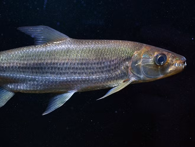 Cá Goliath (cá hổ Congo) là một huyền thoại của các con sông ở Congo. Với chiều dài lớn nhất gần 2m, cân nặng khoảng 30kg, con thủy quái này có thể dễ dàng xé nát một con mồi lớn chỉ trong vài giây. Miệng của con quái vật này được trang bị hàm răng sắc nhọn, như những lưỡi dao dài tới 5cm