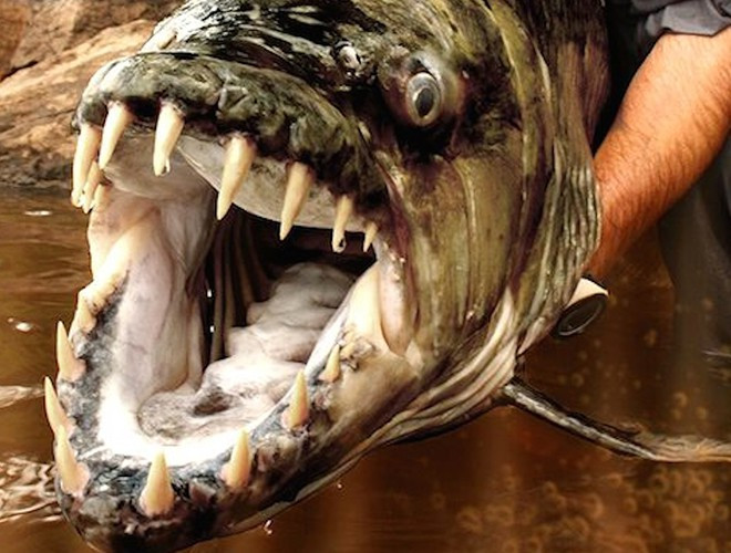 Trước đây đã có rất nhiều vụ mất tích ở sông Congo và người ta đồn đại rằng có những sức mạnh bóng tối bao trùm những con sông này. Cho đến mãi sau này người ta mới biết được thủ phạm chính là con thủy quái dài 2m sống dưới lòng sông