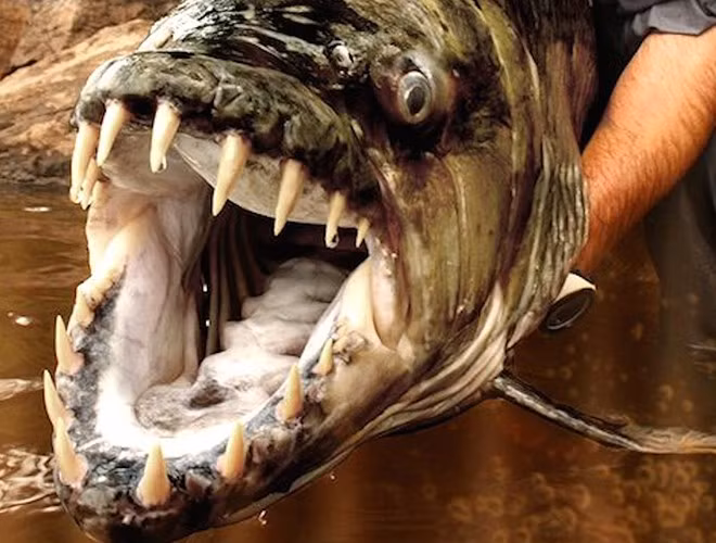 Trước đây đã có rất nhiều vụ mất tích ở sông Congo và người ta đồn đại rằng có những sức mạnh bóng tối bao trùm những con sông này. Cho đến mãi sau này người ta mới biết được thủ phạm chính là con thủy quái dài 2m sống dưới lòng sông