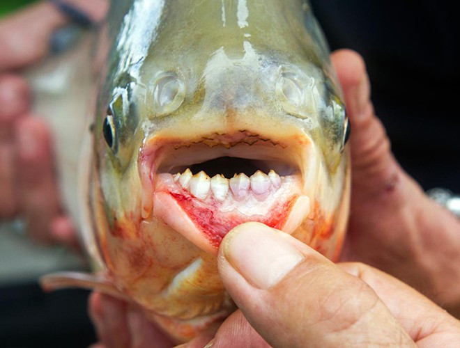 Một con cá Pacu trưởng thành có thể phát triển lên tới 90cm và nặng tới 25kg. Nó thường ăn các loại hạt, lá, thảm thực vật dưới nước và ốc sên. Thức ăn chủ yếu của loại cá này là các loại đậu, lá cây và các loại thực vật thủy sinh hay ốc sên. Chúng cũng rất thích ăn thịt nên khi có cơ hội, chúng sẽ trở thành những kẻ tấn công nguy hiểm đối với con người