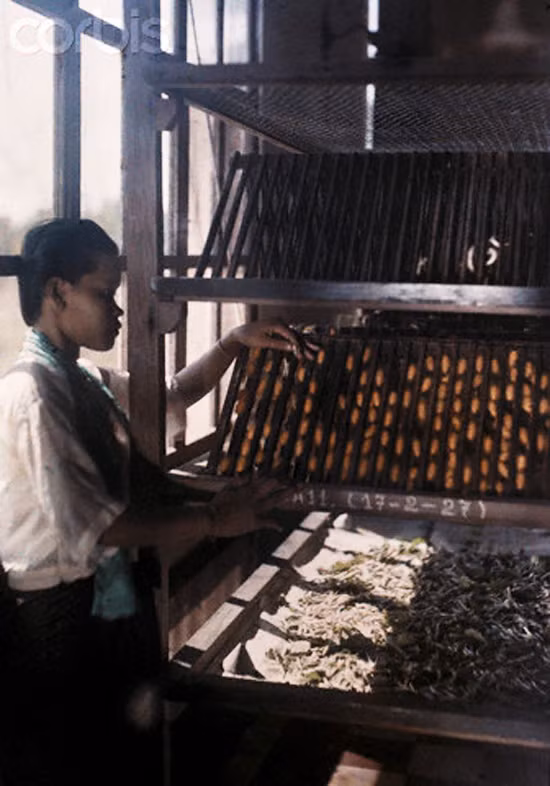 Thu hoạch sợi tơ tằm ở trường nghề.