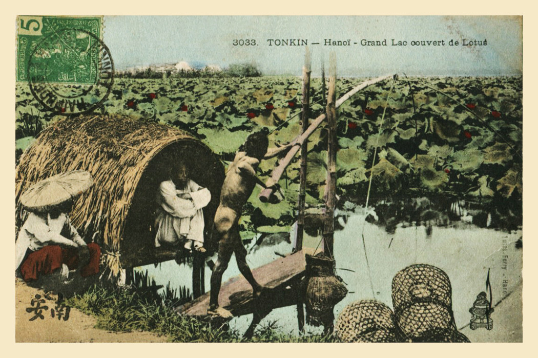 Kéo vó ở đầm sen hồ Tây, Hà Nội.