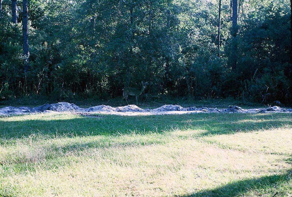 Hươu hoang dã xuất hiện ở bìa rừng giáp trại phong.