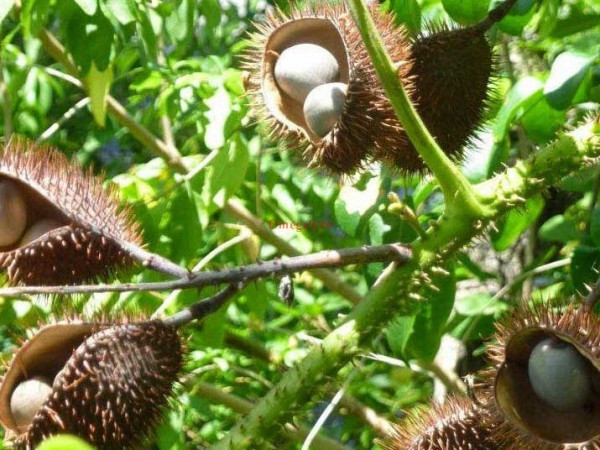 Cây mắt mèo mọc khá nhiều ở khu vực miền núi Trung Bộ Việt Nam nhưng với tên gọi khác là trinh nữ trâu, trinh nữ nhọn, trinh nữ gỗ, trinh nữ móng rồng, cây gai nhọn, cây nhạy cảm, cây mai dương, cây run rẩy, cây hiểm độc… Nó khá dễ sống khi có thể tồn tại được cả trên đất ruộng, đất nương, đất đồi lẫn những nơi bán ngập nước như ao, hồ, đầm lầy, ruộng nước.