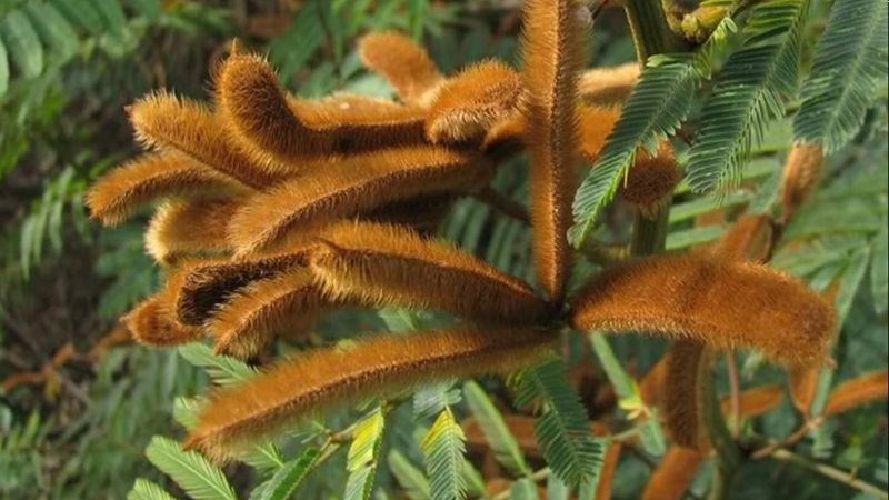 Tuy vậy loài cây này được xác định là cỏ dại nguy hiểm hàng đầu, lại nằm trong danh sách 100 loài sinh vật xâm lấn của thế giới. Chúng từng gây nên dịch hại ám ảnh ở các nước châu Phi, châu Đại Dương và Đông Nam Á. 