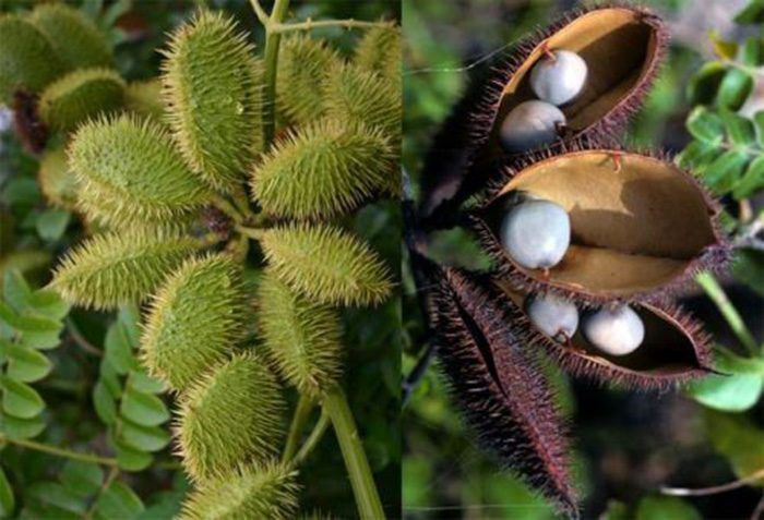 Ngoài ra, hạt cây mắt mèo còn chứa độc tố, nếu uống vào với liều cao thì sẽ gây chết người. Còn lông tơ của quả mắt mèo thì chứa chất độc serotonin, mucunain gây ngứa và rộp da nếu chạm phải.