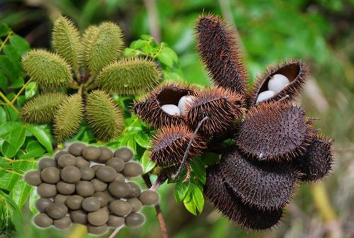 Quả mắt mèo mọc gần giống chùm quả đậu ván nhưng dài và nhiều hạt hơn. Chúng có đầy lông tơ. Khi khô, quả sẽ tách vỏ để hạt rơi ra, bay theo gió, cuốn theo dòng nước. Nhờ đó mà chúng sẽ phát tán đi khắp nơi. Đáng nói là hạt cây mắt mèo có thể nằm im cờ đợi khoảng 20 năm để nảy mầm.