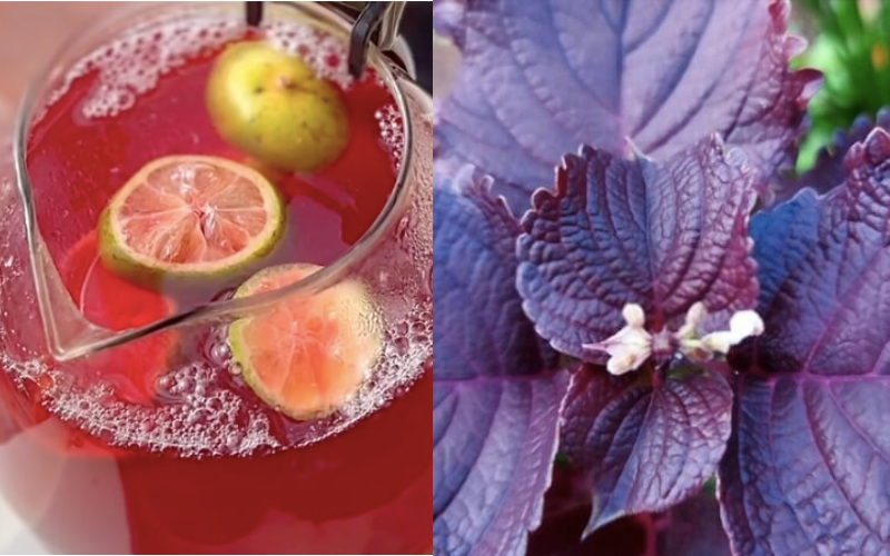 3 loai rau cu trong vuon la thuoc quy cuc tot cho xuong khop-Hinh-4