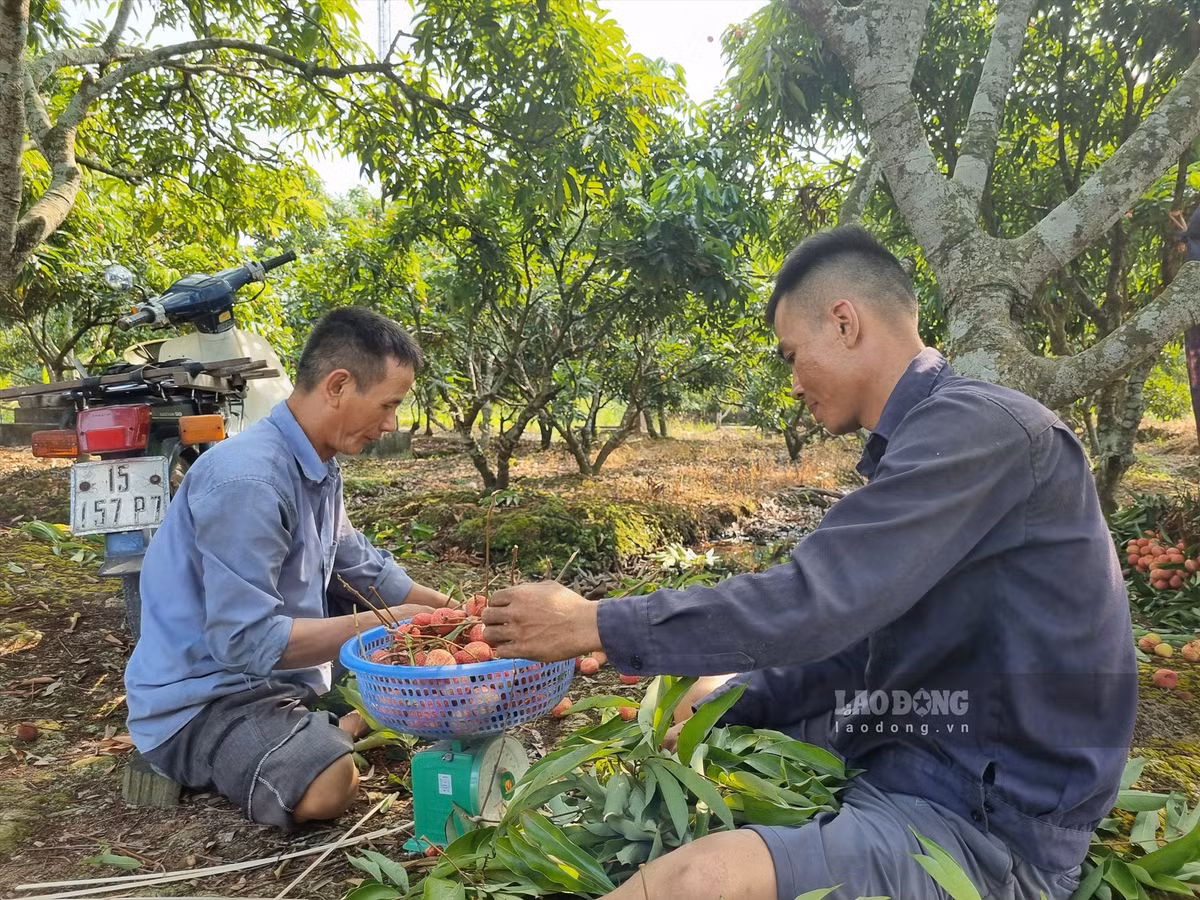 Vải u trứng trắng ở Hải Dương ngon cỡ nào ai nhìn cũng ham ăn? Vai u trung trang o Hai Duong ngon co nao ai nhin cung ham an?