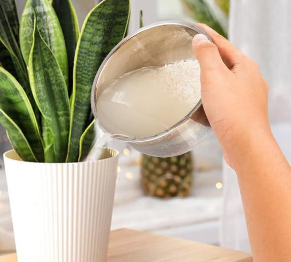 Rac mot nam gao vao chau cay, lap tuc nhu len mam xanh-Hinh-4