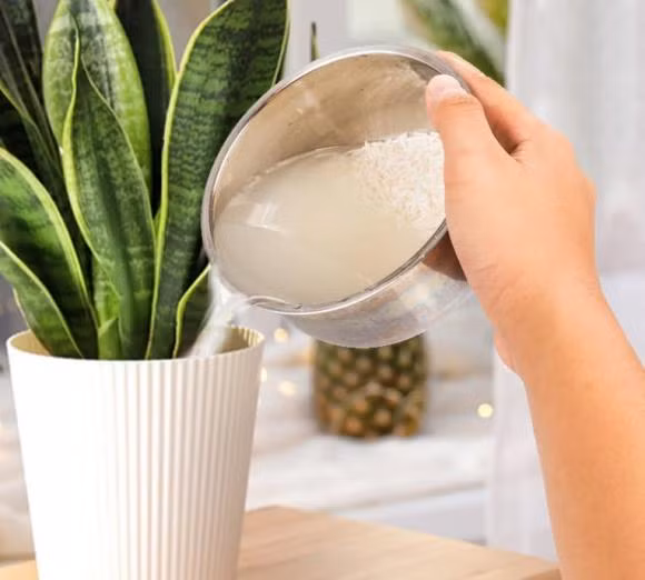 Rac mot nam gao vao chau cay, lap tuc nhu len mam xanh-Hinh-4