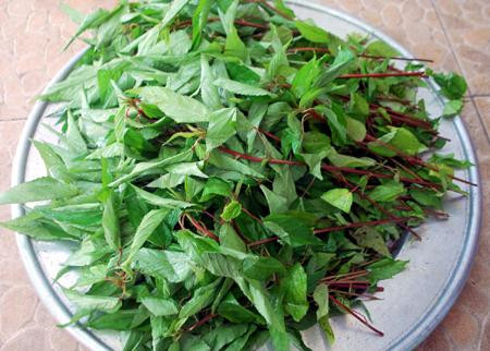 Loai rau re tien duoc vi tot nhu nhan sam moc day o Viet Nam