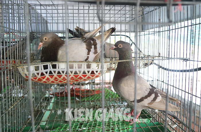 Nuoi chim bo cau Titan Phap, anh nong dan Kien Giang kiem bon tien