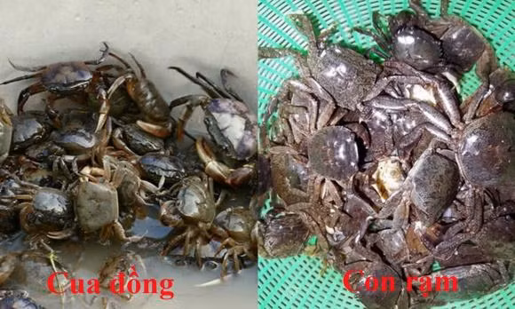 Con cua va con ram khac nhau the nao, loai nao ngon hon?