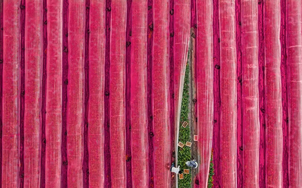 Hình ảnh ruộng dâu nhìn từ trên cao nhìn xuống giống một màn kịch đang từ từ hé mở trước buổi diễn lớn. Bức ảnh được chụp vào cuối mùa đông ở Israel, gần thành phố Hadera.