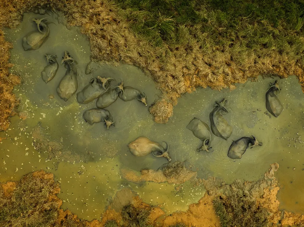 Toàn cảnh một đàn trâu ngâm mình trong ao để giải nhiệt vào buổi trưa nắng nóng. Màu sắc tương phản của trâu và môi trường xung quanh đã tạo nên một hình ảnh có tông màu đất bắt mắt. Ảnh này được chụp bằng máy bay không người lái DJI Mavic 3.