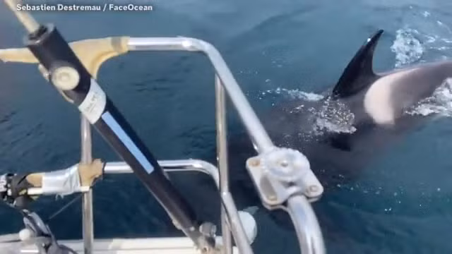 Thuyen truong bi ca voi sat thu tan cong