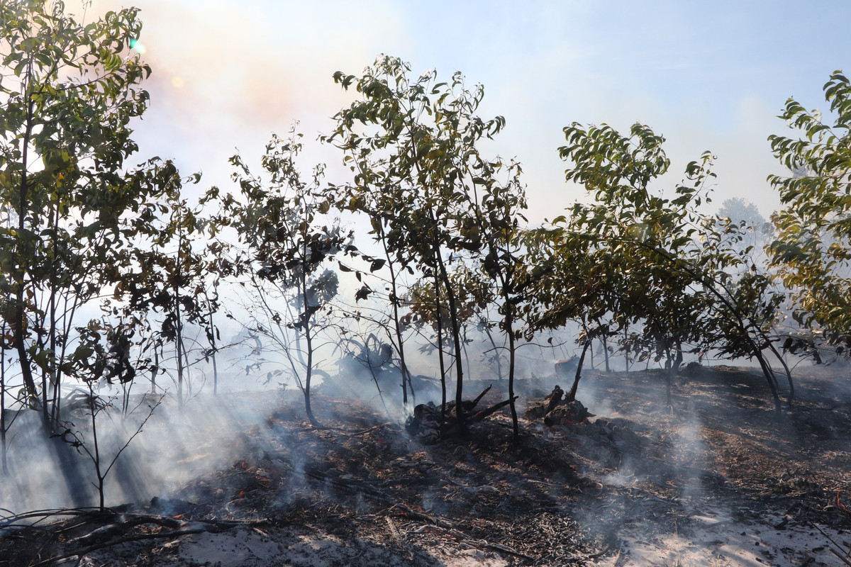 Theo báo cáo của Chi cục Kiểm lâm tỉnh Quảng Nam, từ đầu năm 2023 đến nay, trên địa bàn tỉnh đã xảy ra 17 vụ cháy với diện tích cháy rừng hơn 46 ha tập trung phần lớn diện tích rừng trồng phòng hộ thuộc dự án PACSA tại các xã vùng Đông của tỉnh.