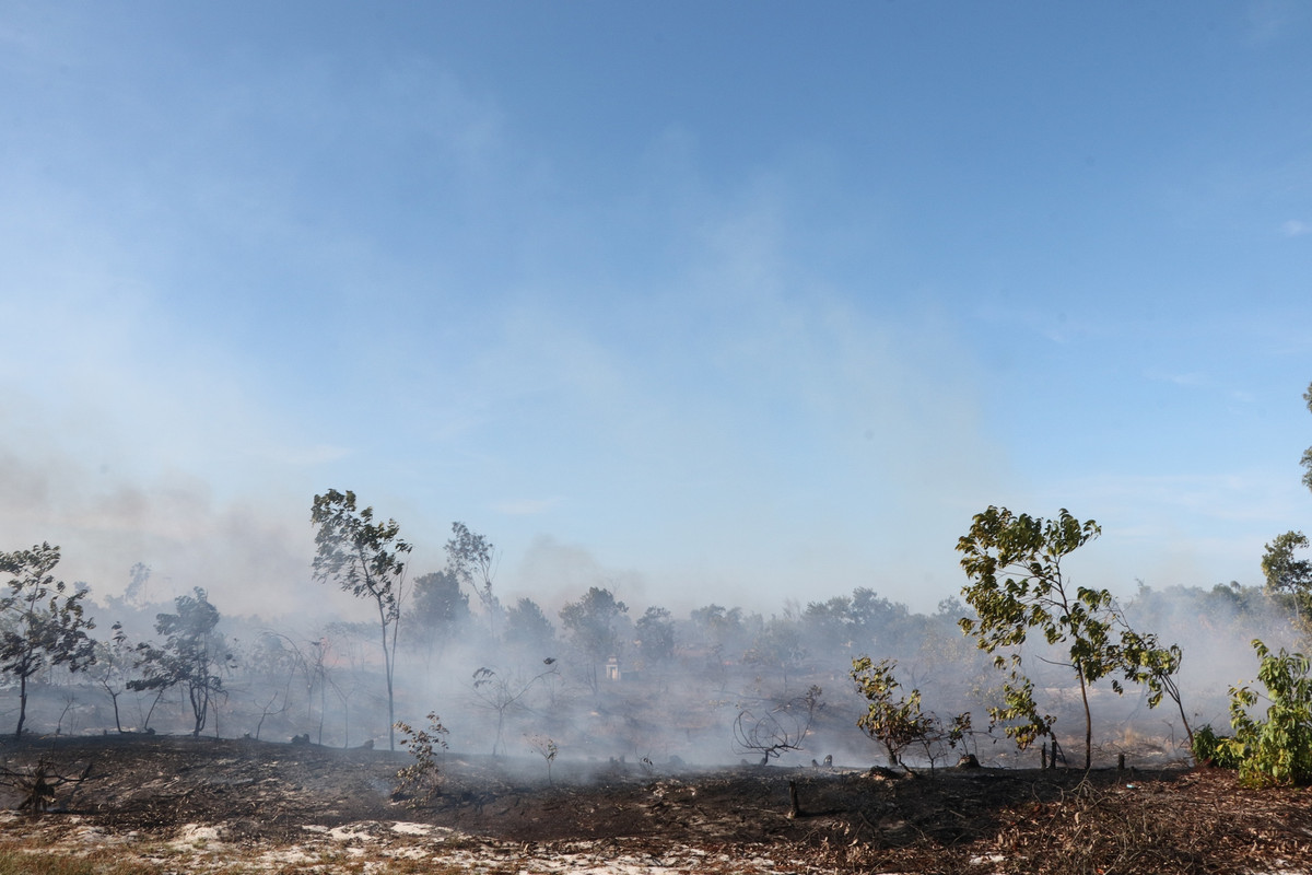 Ngọn lửa bùng phát dữ dội đã làm cháy nhiều diện tích cây rừng và thực bì ở dưới đất.