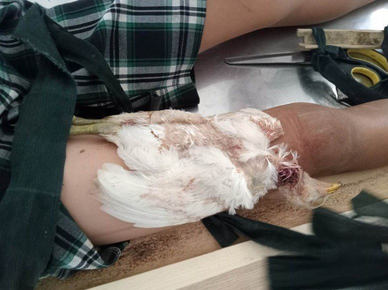 Kỳ quái cách chữa gãy xương ở Quảng Ngãi Ky quai cach chua gay xuong o Quang Ngai