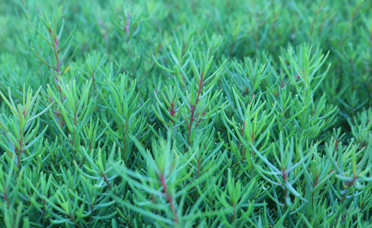 Loai rau dai thanh rau dac san o Nghe An, nha hang tranh nhau mua-Hinh-4