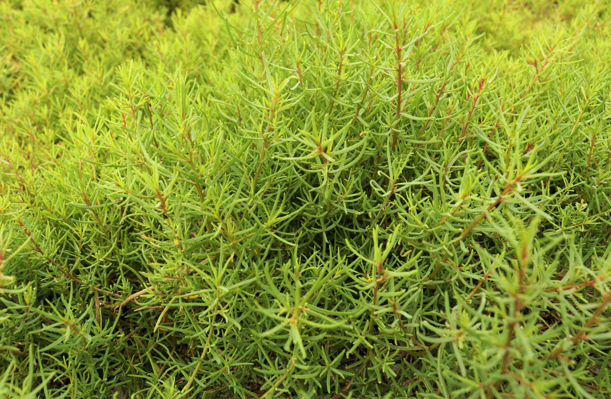 Loai rau dai thanh rau dac san o Nghe An, nha hang tranh nhau mua-Hinh-2