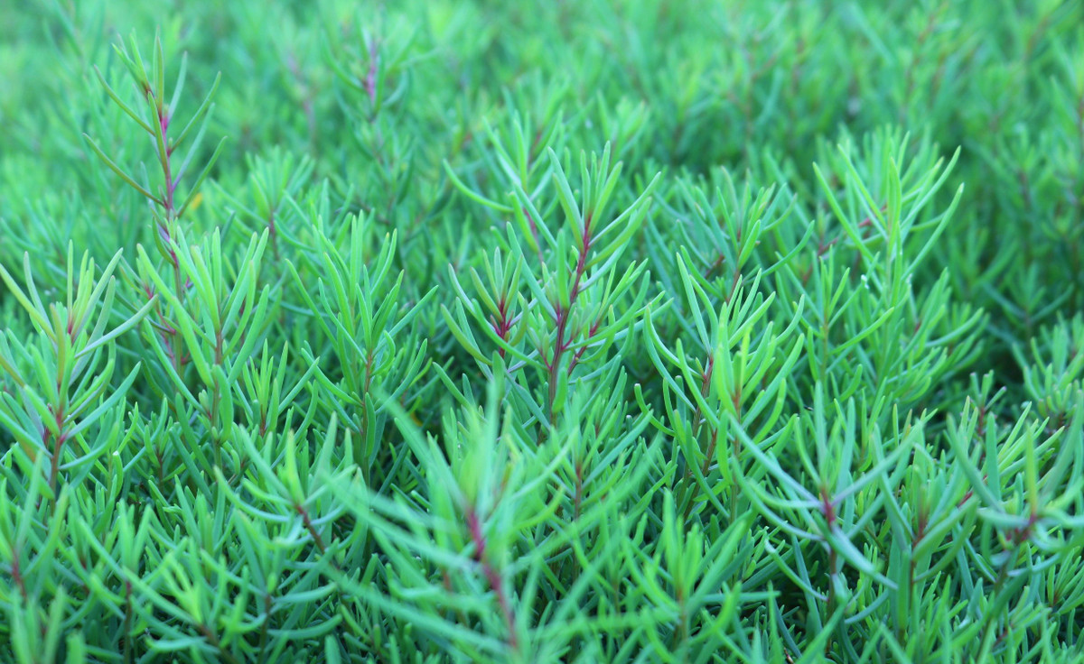 Loai rau dai thanh rau dac san o Nghe An, nha hang tranh nhau mua-Hinh-4