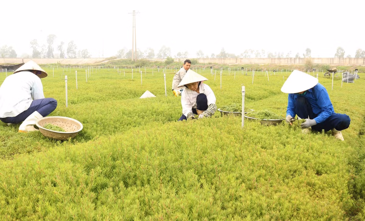 Loai rau dai thanh rau dac san o Nghe An, nha hang tranh nhau mua-Hinh-3