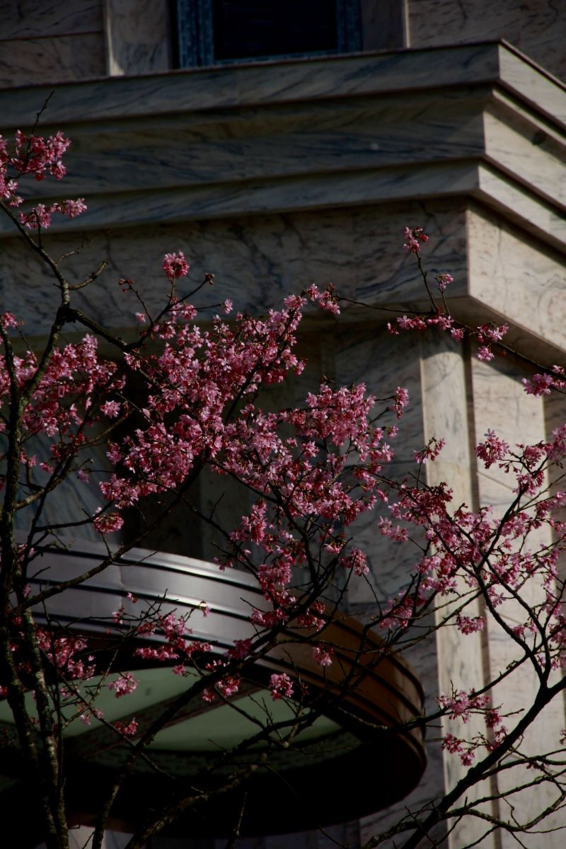 Ruc ro hoa do quyen tai le hoi lan dau tien o Vinh Phuc-Hinh-2