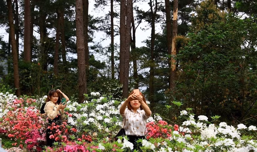 Ruc ro hoa do quyen tai le hoi lan dau tien o Vinh Phuc-Hinh-4